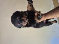 Mükemmel anatomi rottweiler