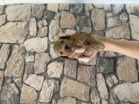 Sağlık ve ırk garantili poodle yavrularımız