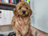 Toy poodle yavruları
