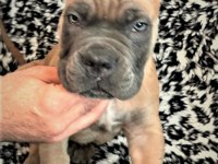 FCI-KIF ŞECERELİ SAFKAN CANE CORSO YAVRULAR (FORMENTİNO)