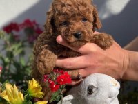 Original korekan toy poodle bebekler