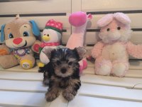 Küt burun tea cup erkek yorkshire terrier yavrumuz