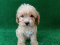 maltipoo dişi erkek