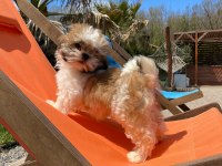 Kraliyet soyundan gelen Shih Tzu Yavruları