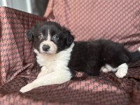 Her Renk Border Collie Yavrusu (Bursa Köpek Okulu)