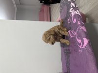 2 aylık toy poodle yavruları