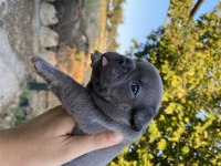 MAVİ GÖZLÜ BLUE FRANSIZ BULLDOG KÖPEĞİMİZ