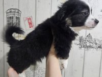 Fino - Pomeranian Kırması Yavrular