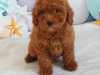 Red Brown Poodle Yavrumuz