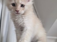 Kusursuz Soy Ağacından Gelen Erkek Maine Coon