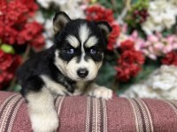 Sibirya kurdu (husky) yavrularımız