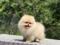 4 aylık dişi ayı surat garantili pomeranian