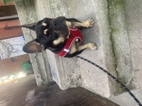 Egzotik French bulldog black tan