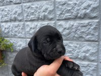1.5 aylık bir o kadarda tatlı bi cane corso