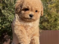 Bal rengi poodle bebekler