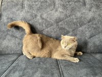 Dişi Scottish kedi