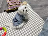 KAR TOPU GİBİ EĞİTİMLİ YAVRU KÖPEKLER
