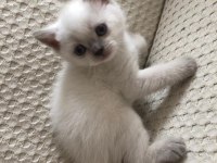 Blue point beyaz british shorthair