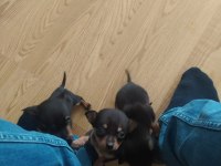 Pinscher yavru satılık aşıları tam