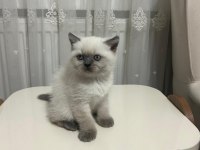 Blue Point Erkek Ve Dişi Kedilerimiz