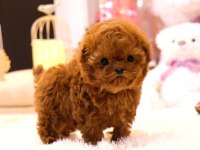 KORE POODLE BEBEKLERİM