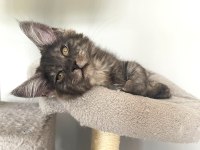 WCF Üyesi Grand Design Catteryden Black Smoke Maine Coon
