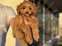 Petmode köpek çiftliğinde ziyarete açık kore maltipoo