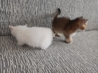 2 AYLIK BRİTİSH YAVRULAR 1 MART DOĞUMLU