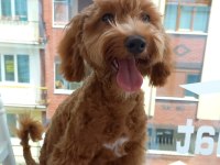 5 aylık maltipoo