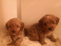 Poodle ayarında maltipoo köpeklerimiz