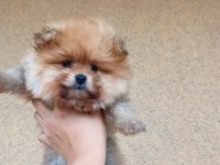 Tea cup teddy bear pomeranian boo oğlumuz