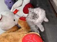 3 aylık yavru chinchilla kediler