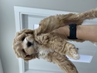 Yavru maltipoo bebekleri