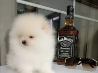 Sevimli 60 günlük pomeranian boo