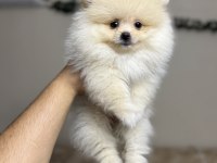 Pomeranian Kar Beyaz Yavrularımız Ped Eğitimli