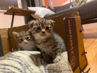 Scottish fold anneden 4 erkek bebek