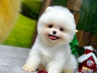 Pomeranian boo teacup