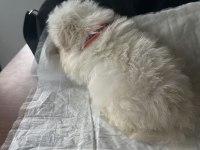 Muhteşem Güzellikte Show Kalite Maltese Terrier Yavruları