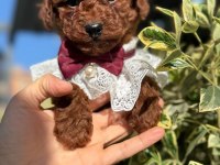SEVİMLİ POODLE YAVRULARI