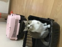 Ücretsiz sahiplendirme british shorthair kedisi