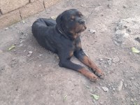 ALAN KORUMASI ÜST SEVİYEDE ROTTWEİLER