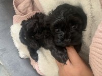 Poodle ayarında maltipoo tüy dökmez koku yapmaz uyguna