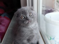 Erkek kırık kulak koca kafa scottish fold yavrumuz