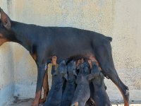 Teslime hazır Doberman İlk aşısı yapıldı