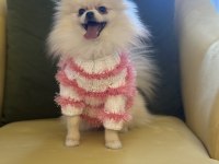 Güzel pomeranian kızım