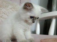 Minicik kutu bebeği güzel kedimiz yeni evini bekliyor