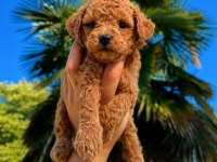 Premium Redbrown Toy Poodle Yavruları