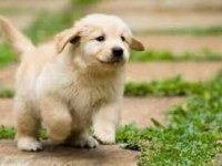 Afacan golden bebekler kapıda ödeme mevcuttur