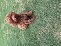 ORJİNAL ERKEK KOREA POODLE YAVRULARIMIZ
