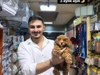 30 cm altı garantili toy poodle
